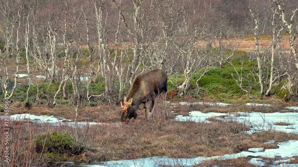 A young moose is grazing undisturbed in the Norwegian landscape of Andoya Island, Northern Norway. A young moose is grazing undisturbed in the Norwegian landscape of Andoya Island, Northern Norway.