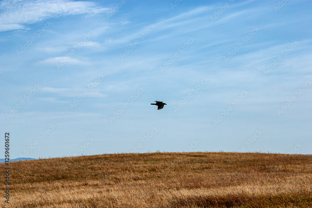 Southern Urals, a raven (Corvus corax) flying at the top of the mountain. Southern Urals, a raven (Corvus corax) flying at the top of the mountain.
