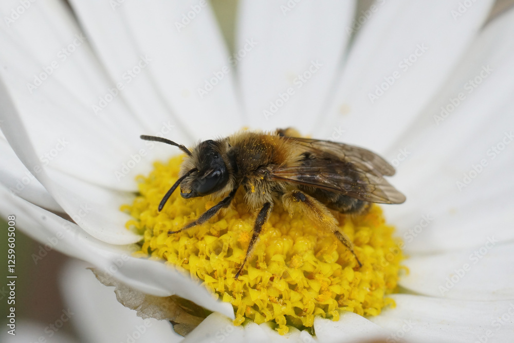 Closeup on a brown hairy female groove-faced mining bee, Andrena angustior, sitting on a white yellow flower Closeup on a brown hairy female groove-faced mining bee, Andrena angustior, sitting on a white yellow flower