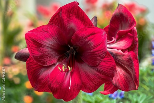 Vibrant red amaryllis flowers in bloom.