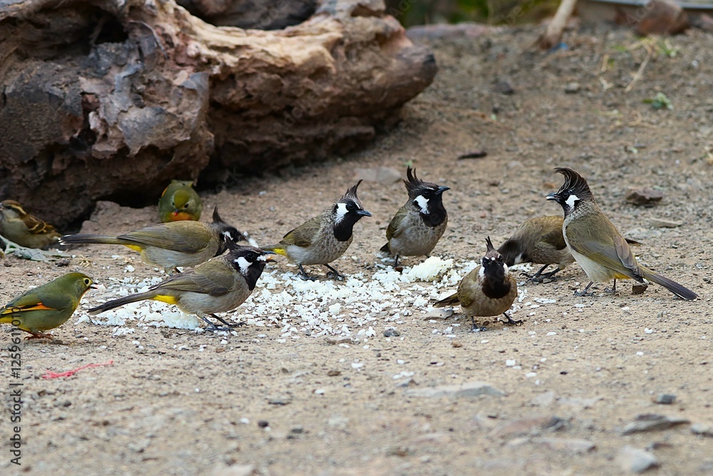Fototapeta premium Black himalyan bulbul