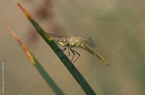 Frühe Heidelibelle - Red-veined Darter