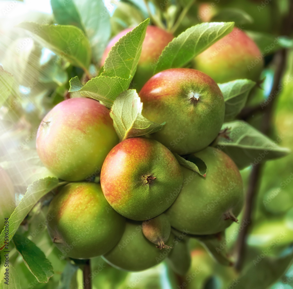Agriculture, growth and organic apples on tree outdoor in orchard for farming or sustainability. Crops, harvest and season with fruit growing in countryside for eco friendly or net zero agribusiness Agriculture, growth and organic apples on tree outdoor in orchard for farming or sustainability. Crops, harvest and season with fruit growing in countryside for eco friendly or net zero agribusiness