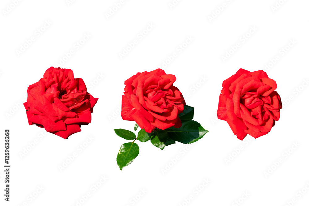 Fototapeta premium Red rose flower isolated