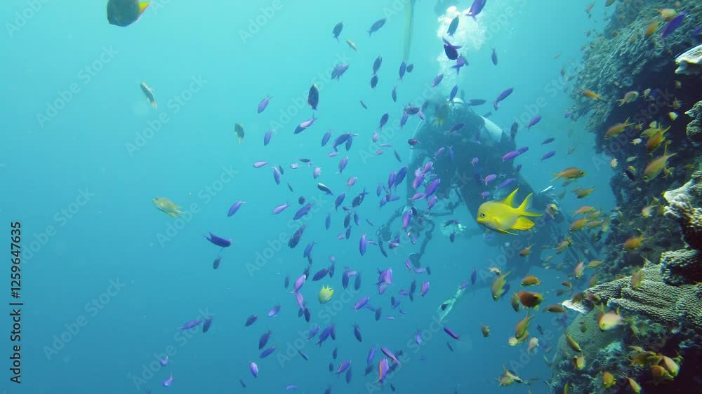 Tropical fishes and coral reef at diving. Underwater world with corals and tropical fishes. Leyte, Philippines. Tropical fishes and coral reef at diving. Underwater world with corals and tropical fishes. Leyte, Philippines.