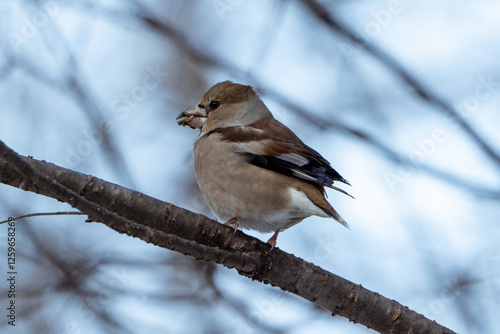 Hawfinch photo