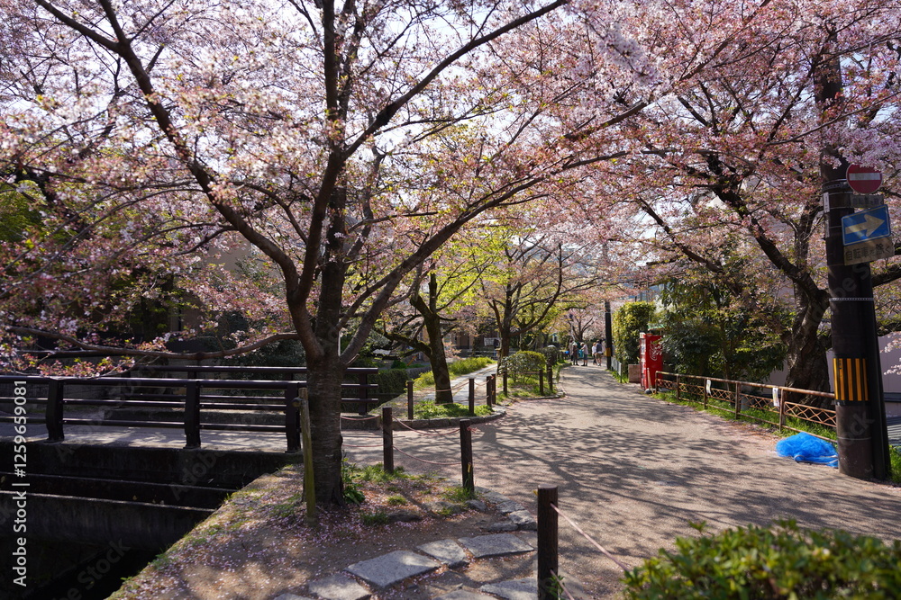 Fototapeta premium 京都符京都市の東山区に位置する哲学の道の風景