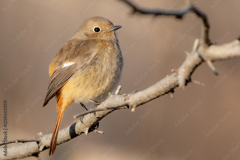 Daurian Redstart Daurian Redstart