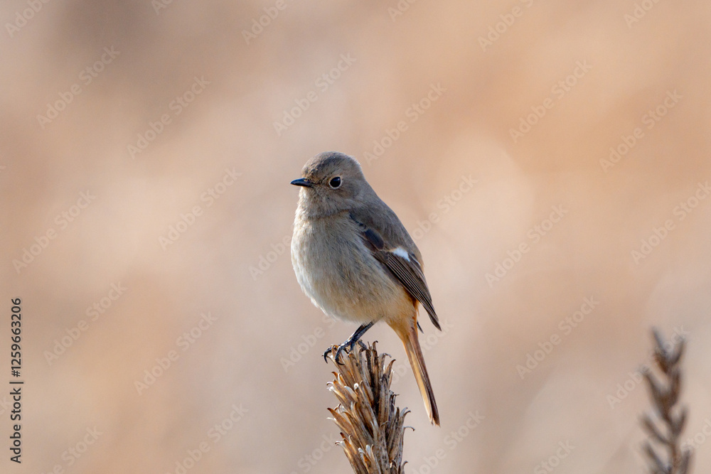 Daurian Redstart Daurian Redstart