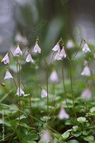 Twin flower, Linnaea borealis, also called twinflower, wild flowering plant from Finland