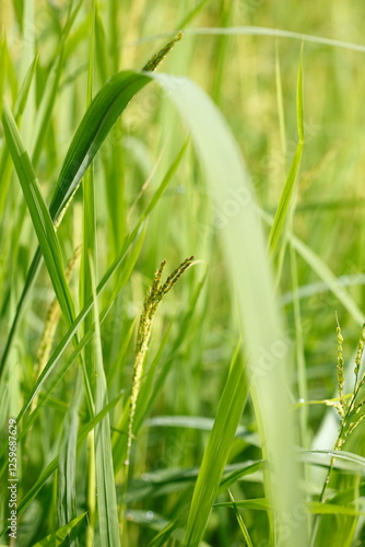 green grass with dew drops