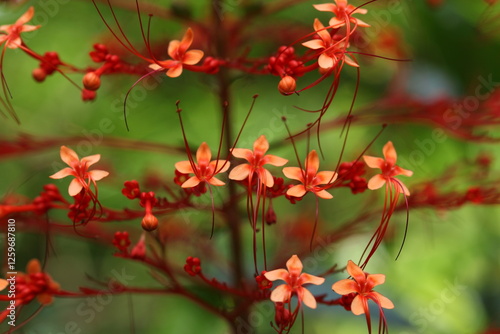 red flowers in the garden