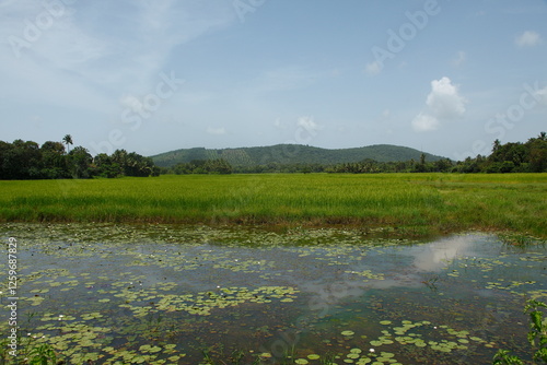 summer landscape with a lake