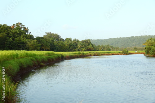 landscape with river and trees