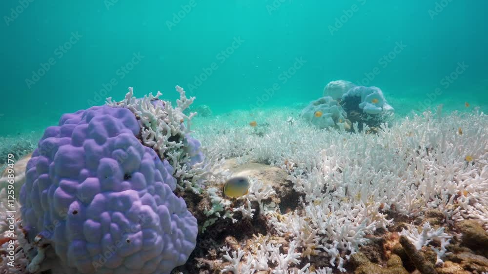 Coral bleaching in koh Haa, Thailand. June 2024. Coral bleaching due to prolonged high ocean temperatures caused by global warming. The largest mass coral bleaching event in Thailand since 2010. Coral bleaching in koh Haa, Thailand. June 2024. Coral bleaching due to prolonged high ocean temperatures caused by global warming. The largest mass coral bleaching event in Thailand since 2010.