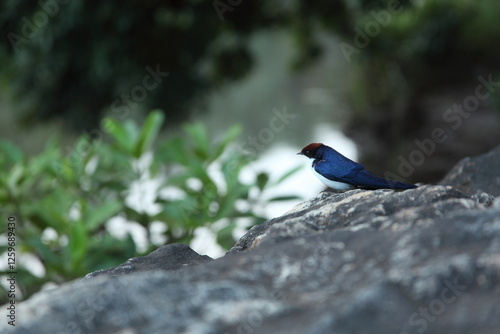 blue bird on a branch