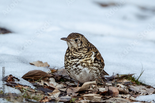 Scaly Thrush photo