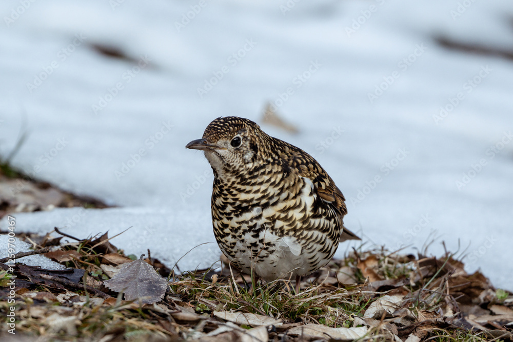 Obraz premium Scaly Thrush