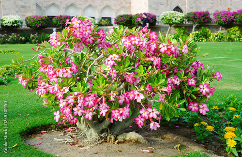 Wallpaper Mural Beautiful  and bright adenium flower Torontodigital.ca
