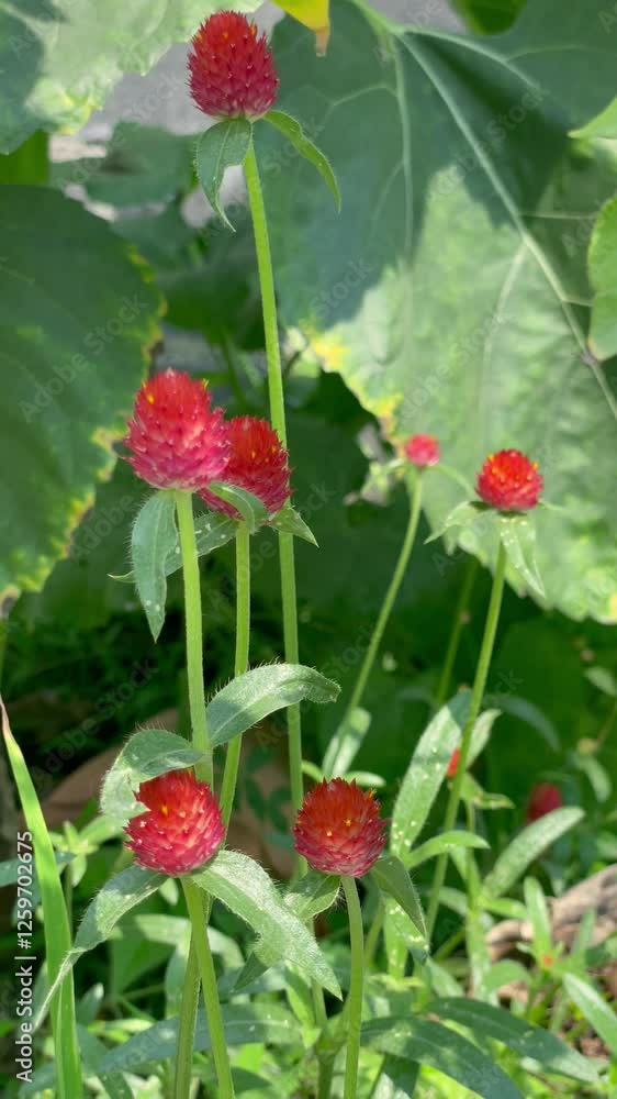 red Globe Amaranth flower blooming in wind blowing red Globe Amaranth flower blooming in wind blowing
