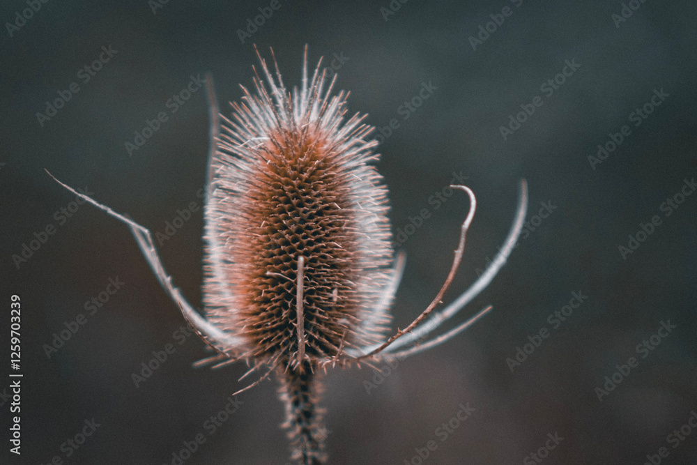 dry thistle flower - winter grunge aesthetic - bokeh background dry thistle flower - winter grunge aesthetic - bokeh background