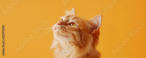 pet care and hygiene and preventive concept. Ginger cat looking up against a vibrant yellow background