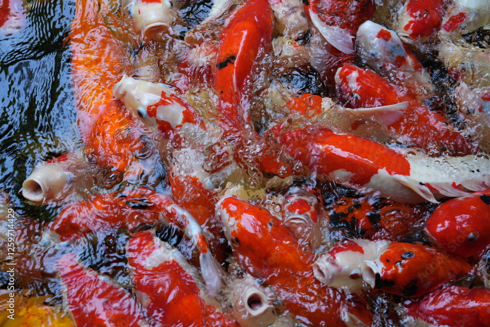 Many koi of different colors in the water are gathering to compete for food. Many koi of different colors in the water are gathering to compete for food.