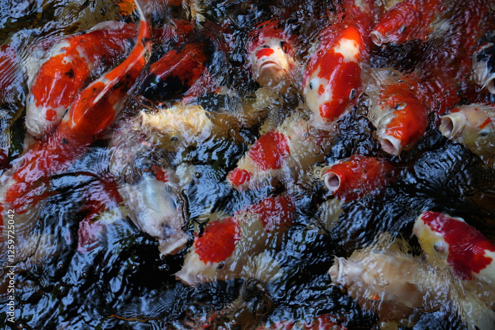 Many koi of different colors in the water are gathering to compete for food. Many koi of different colors in the water are gathering to compete for food.