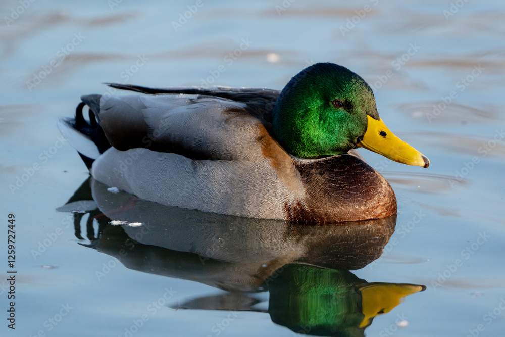 Mallard