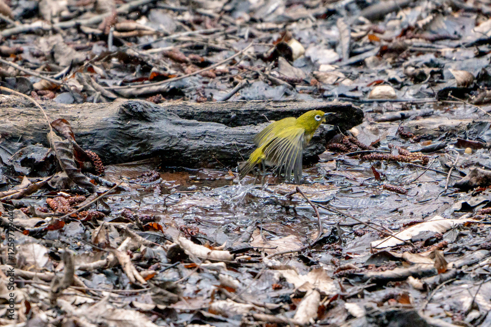 Japanese White-eye