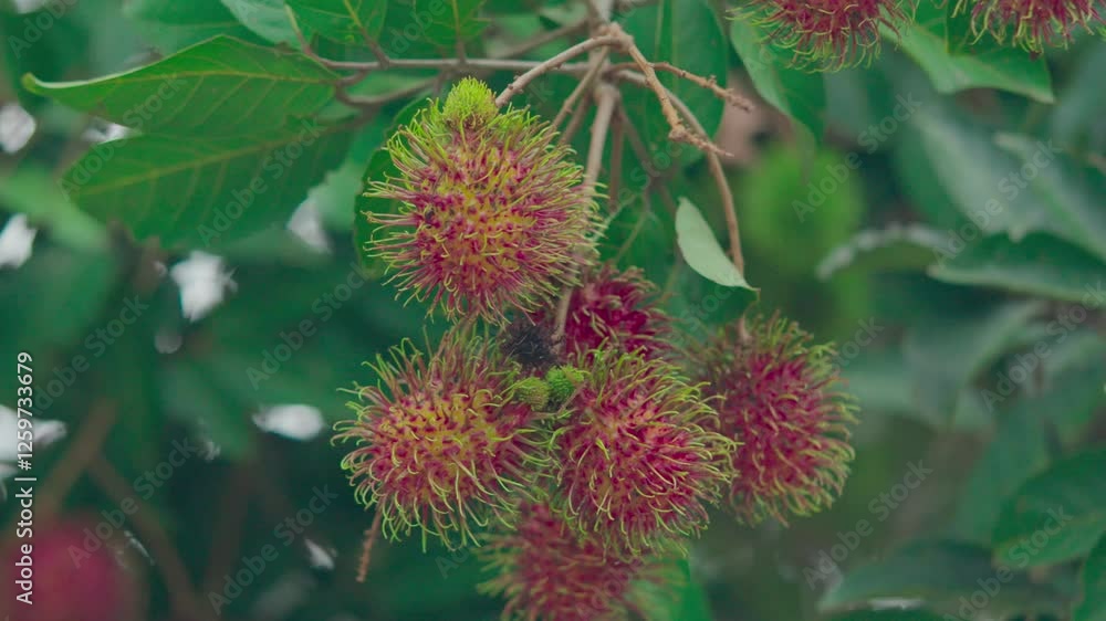Red rambutan fruit that has ripened on the tree and is an exotic fruit from Asia Red rambutan fruit that has ripened on the tree and is an exotic fruit from Asia