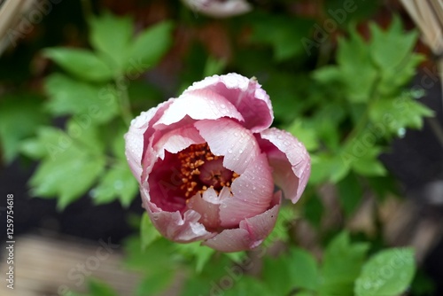 Peony in Japan