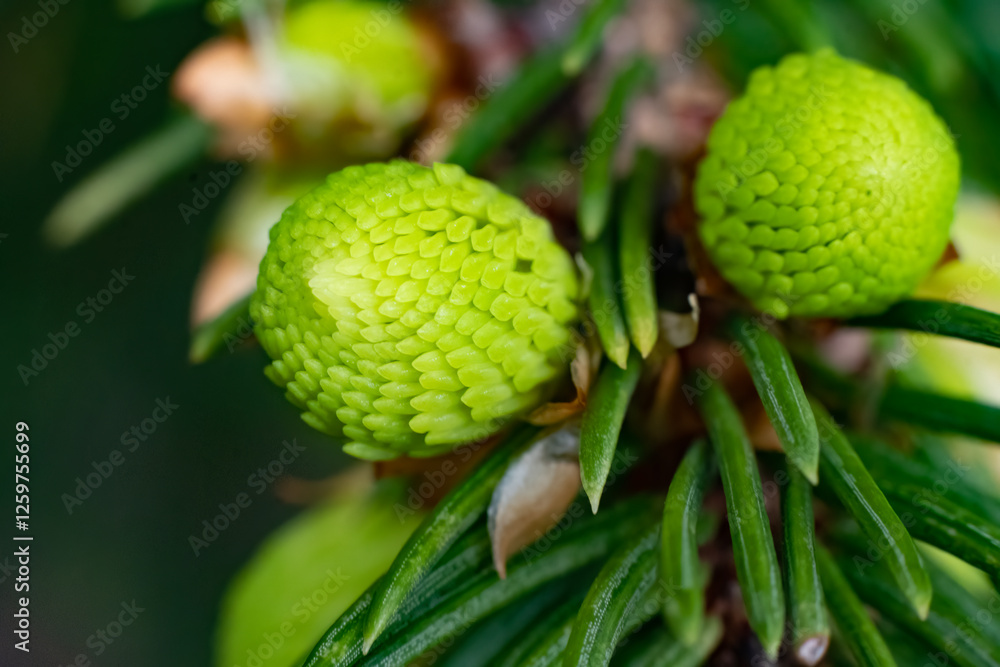 Close-up macro shot of young spruce shoots with vibrant green color and intricate texture. Close-up macro shot of young spruce shoots with vibrant green color and intricate texture.