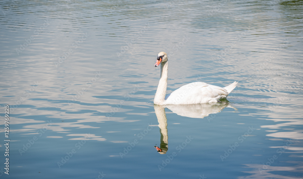 Fototapeta premium A mute swan living and floating in the lake. The swan is a genus of waterfowl that has the ability to swim and fly with incredible speed and agility.