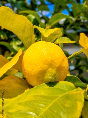 Lemon fruit on a tree in the middle of winter.