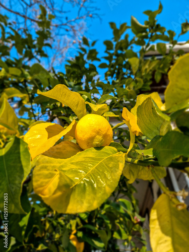 Lemon fruit on a tree in the middle of winter.