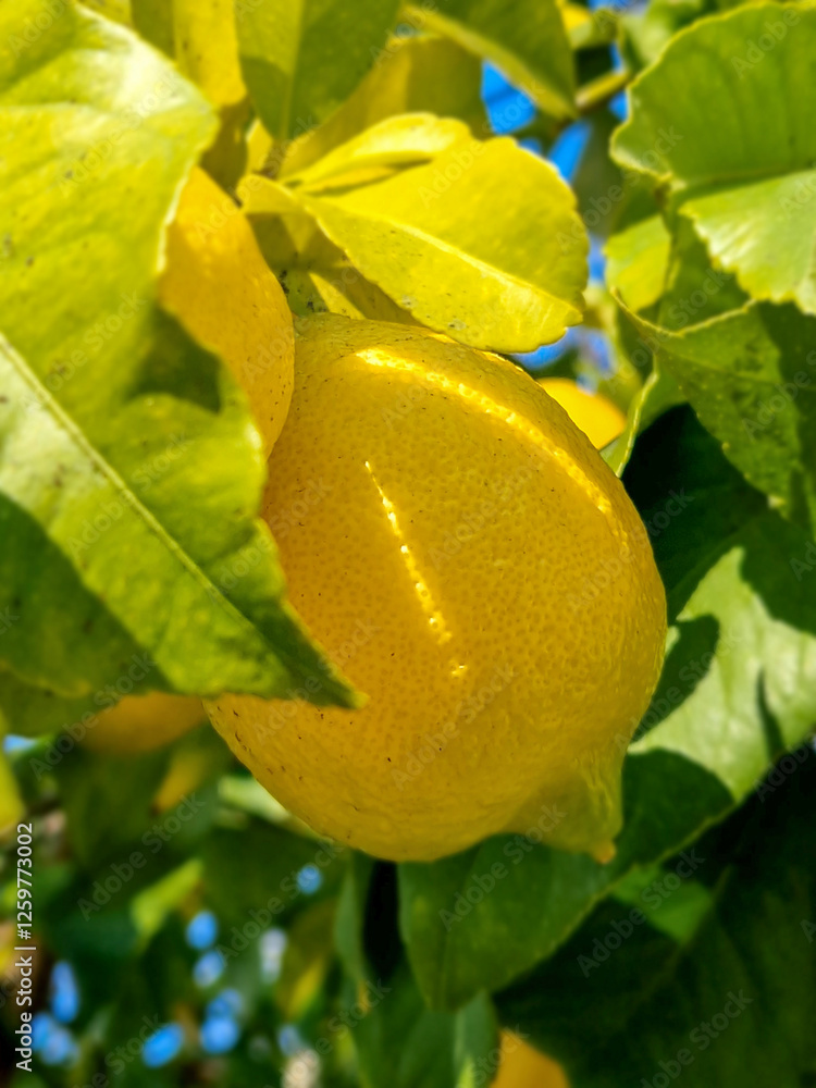Lemon fruit on a tree in the middle of winter.