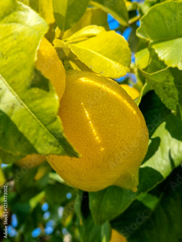 Obraz na płótnie Lemon fruit on a tree in the middle of winter. w salonie