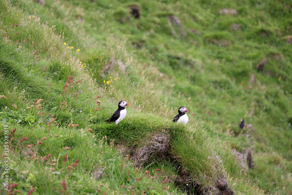 Fototapeta premium Iceland-Puffin on a rocky slope on the Vestmannaeyjar- Westman Islands 