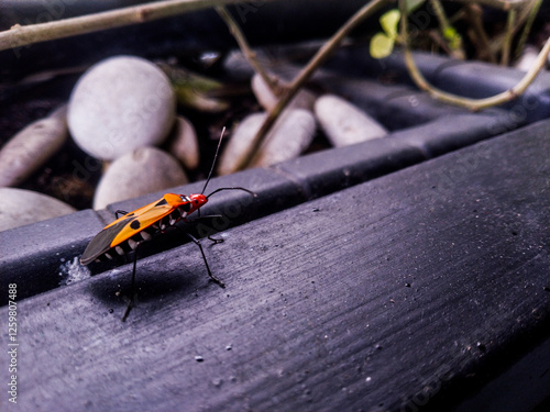 Vibrant Insect on a Black Surface: A Macro Nature Shot