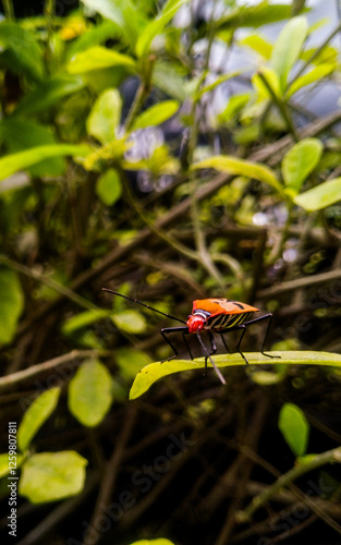 Vibrant Insect on a Black Surface: A Macro Nature Shot