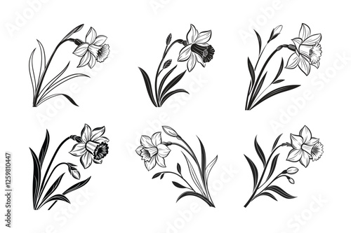 Daffodil (Narcissus spp.) silhouette vector illustration