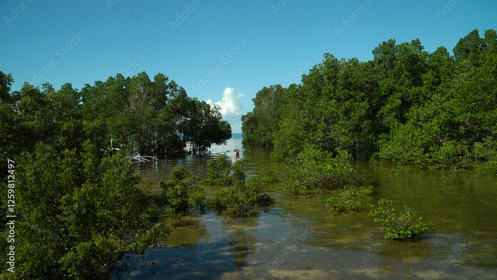 Fototapeta premium Tropical mangrove green tree forest. Mangrove landscape, Ecosystem and healthy environment concept. Mindanao, Philippines.