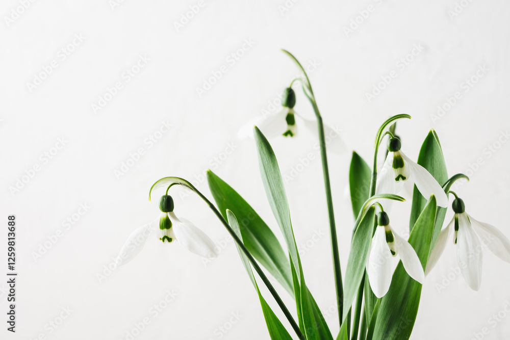 Obraz premium Snowdrops.