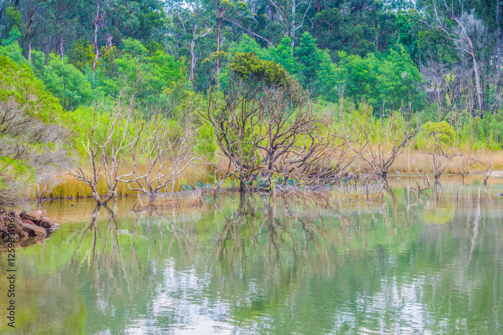 Scenery and reflections around Wonboyn River and Lake Scenery and reflections around Wonboyn River and Lake