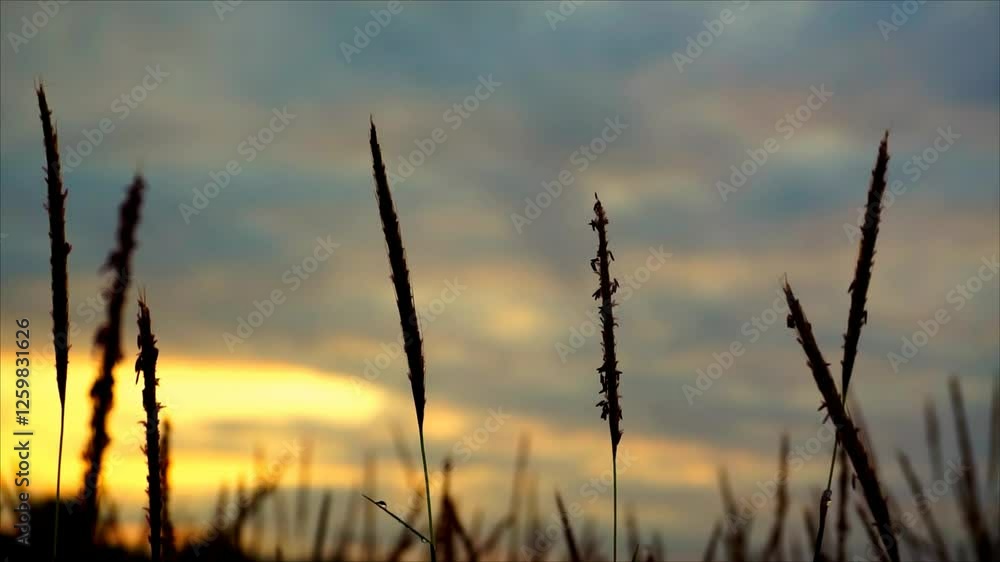 Golden sunset light shining through tall grass, creating a warm and tranquil scene. Golden sunset light shining through tall grass, creating a warm and tranquil scene.