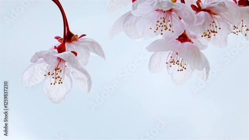 Large Japanese cherry blossoms with delicate light pink petals sway in the wind against white cloudy sky. Beautiful blooming sakura flowers. Slow motion.
