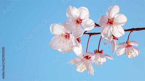 Japanese cherry blossoms with delicate light pink petals sway in the wind. Beautiful blooming sakura flowers against a bright blue sky. Slow motion. Close up.
