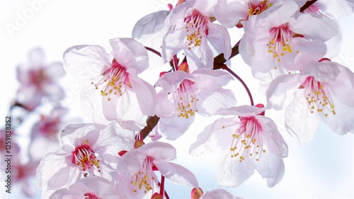 Branch with large Japanese cherry blossoms with delicate light pink petals sway in the wind against white cloudy sky. Beautiful blooming sakura flowers. Slow motion. Close up.
