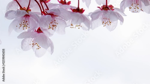 Large Japanese cherry blossoms with delicate light pink petals sway in the wind against white cloudy sky. Beautiful blooming sakura flowers. 4K
